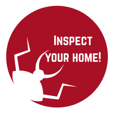 termite inspections